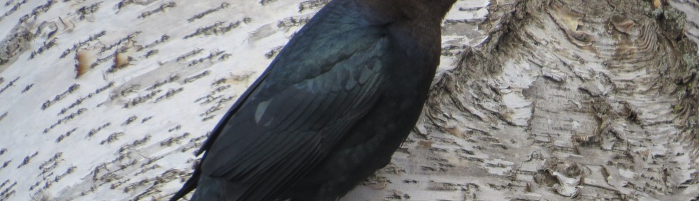 Brown-headed Cowbird