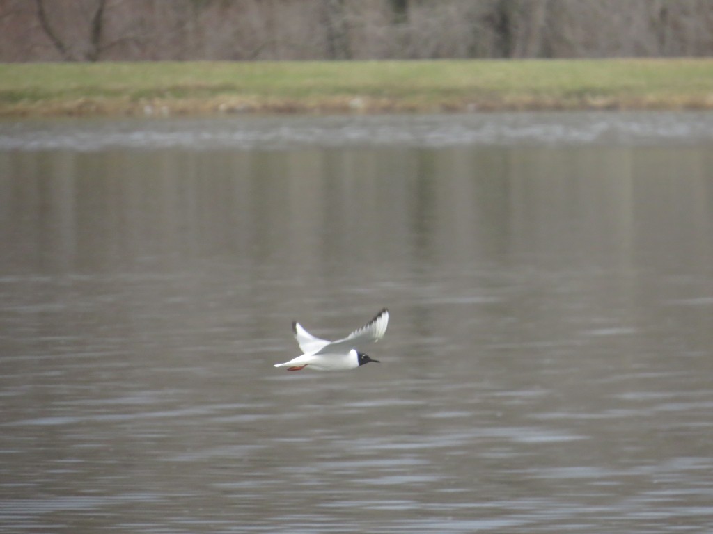 Bonaparte's Gull