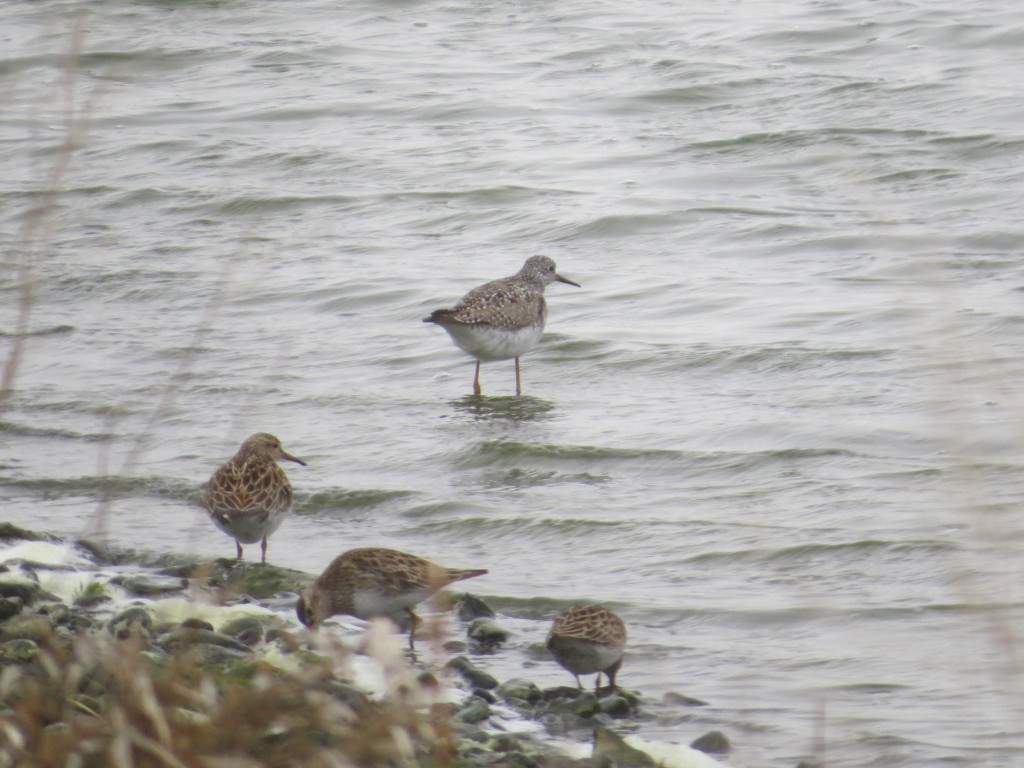 Lesser Yellowlegs and Least Sandpipers