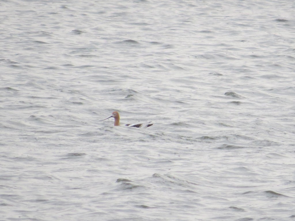 Amercan Avocet Lifer!