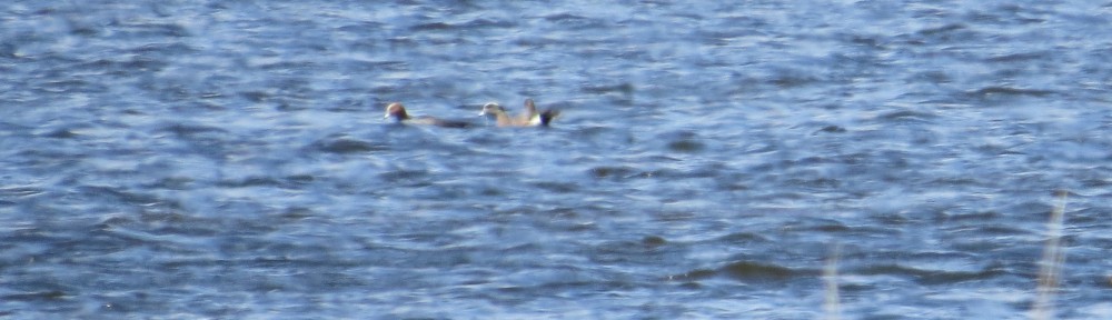 Eurasian Wigeon and American Wigeon