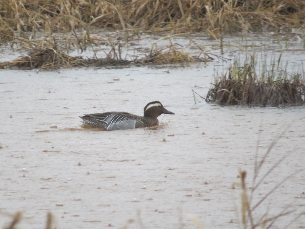 Garganey at Crex Meadows!