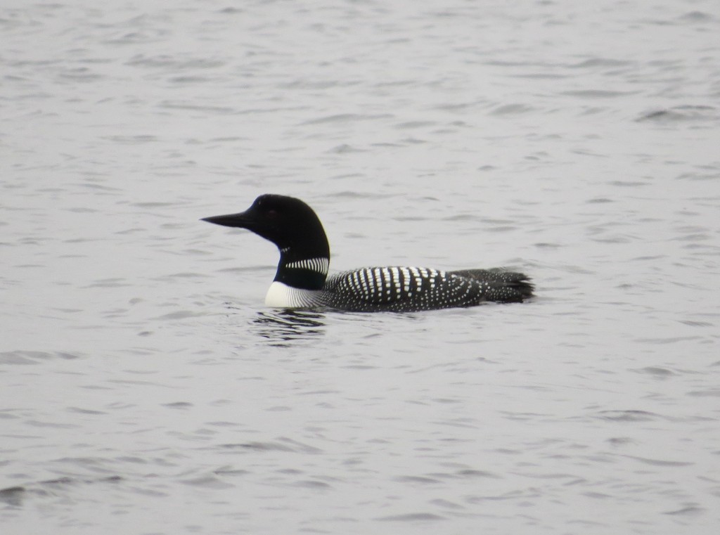 Common Loon