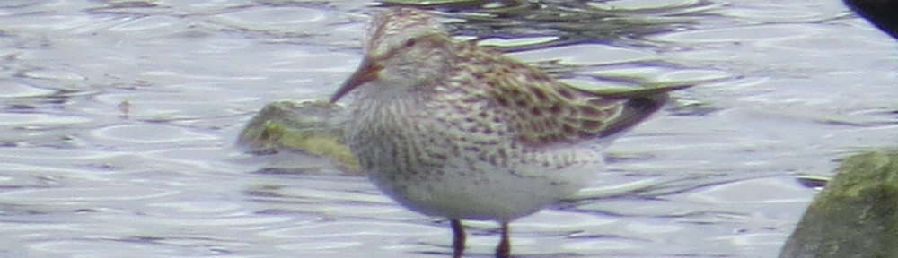 White-rumped Sandpiper