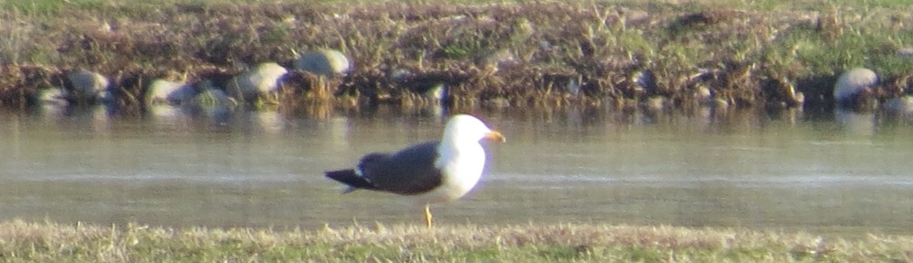 Lesser Black-backed Gull