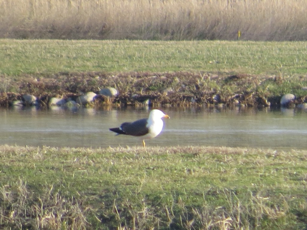 Lesser Black-backed Gull