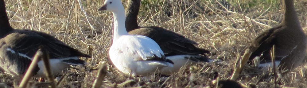 Ross's Goose in foreground; Greater White-fronted Geese in background