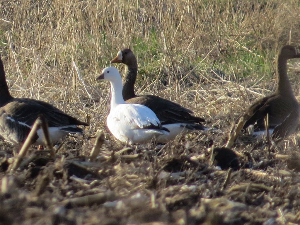 Ross's Goose in foreground; Greater White-fronted Geese in background