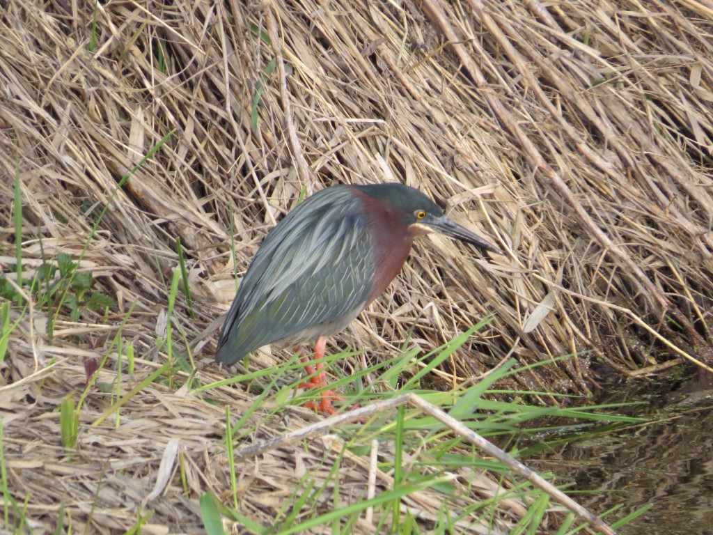 Green Heron