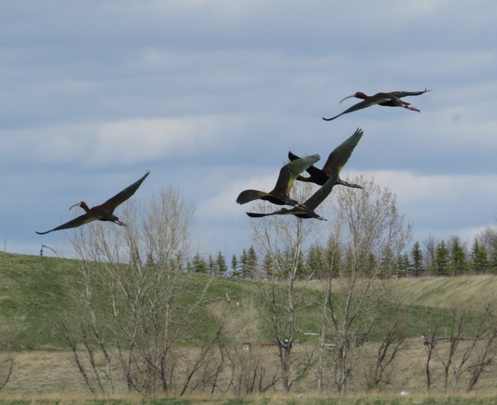 White-faced Ibises