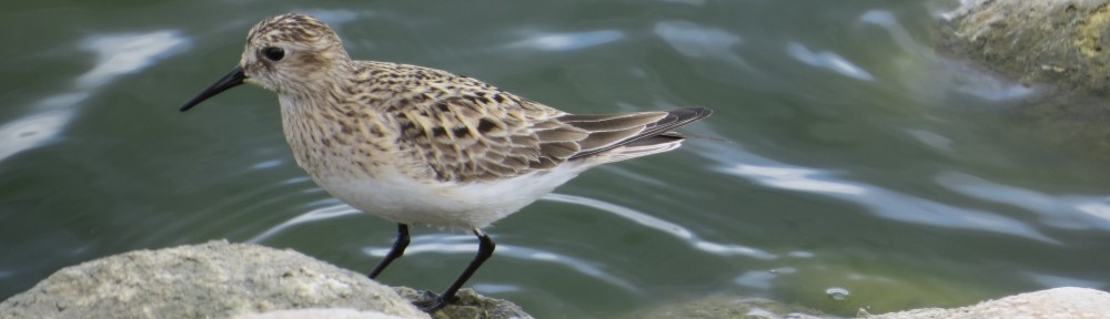 Baird's Sandpiper