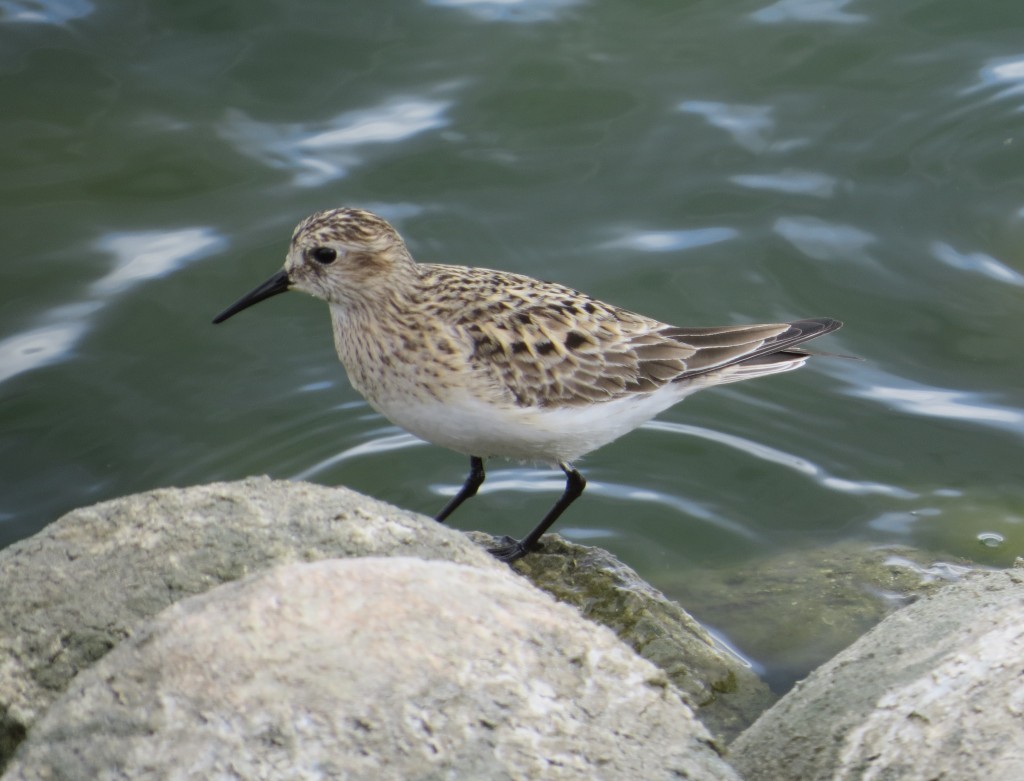 Baird's Sandpiper