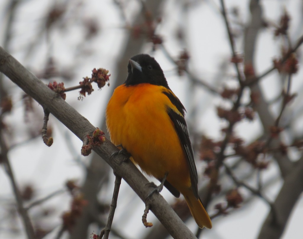 Baltimore Oriole