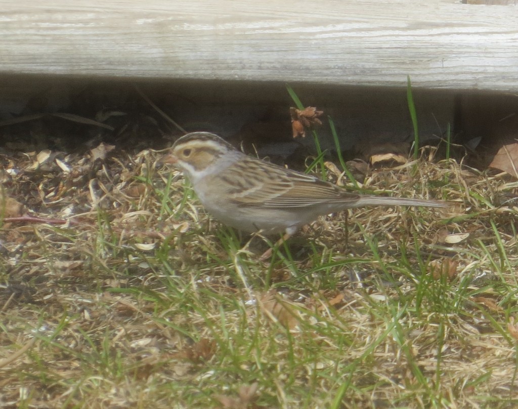 Clay-colored Sparrow