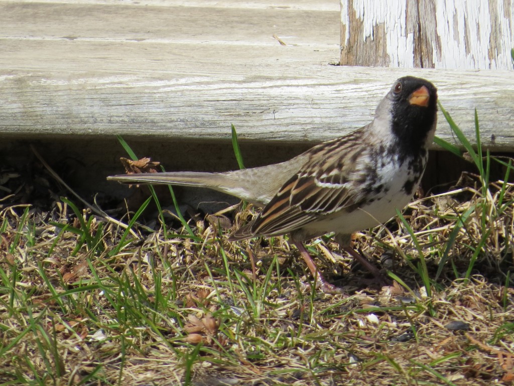 Harris's Sparrow