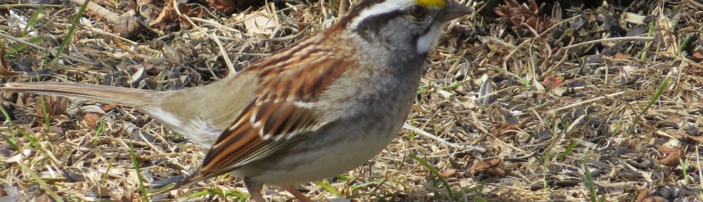 White-throated Sparrow