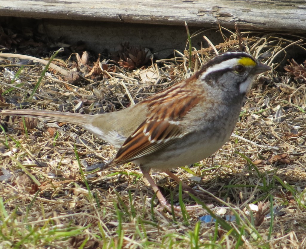 White-throated Sparrow