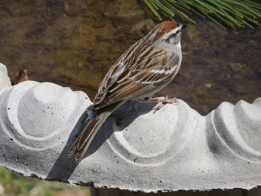 Chipping Sparrow