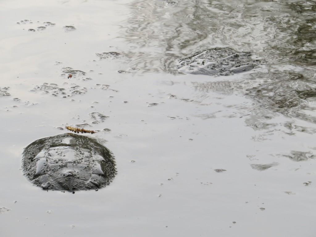 "Lovebird" Snapping Turtles - not birds, but most definitely awkward