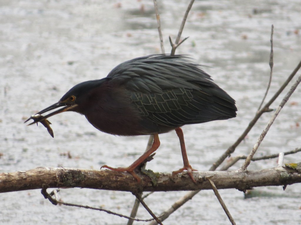 One of the awkward ones - the Green Heron
