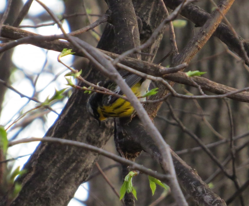 Magnolia Warbler