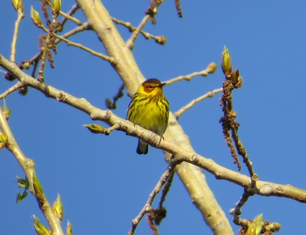 Cape May Warbler