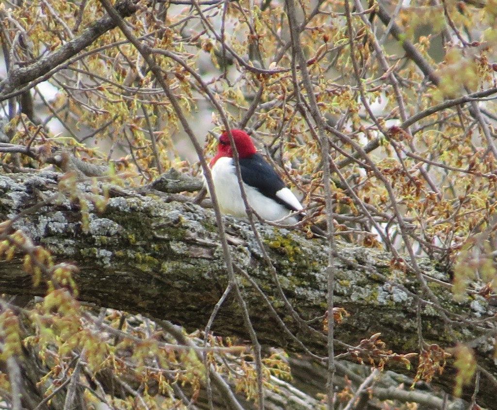 Red-headed Woodpecker