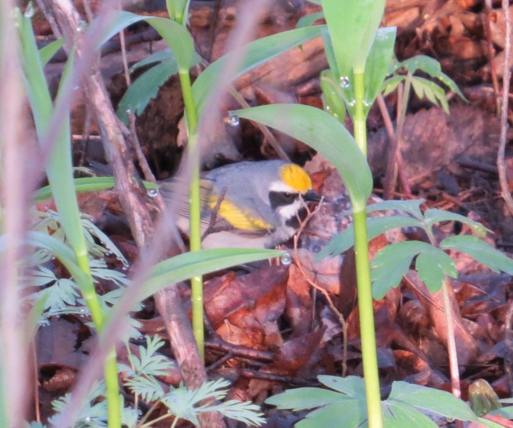 Golden-winged Warbler