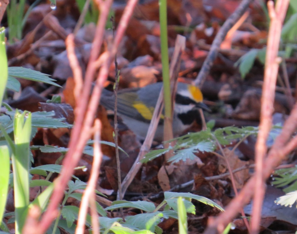 According to the Minnesota Conservation Volunteer, Minnesota has only 10% of the GWWA's breeding habitat but over 40% of the breeding population!