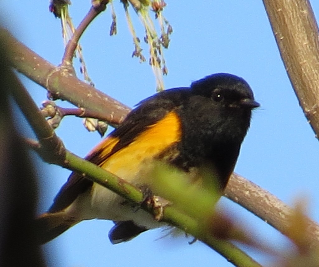 American Redstart