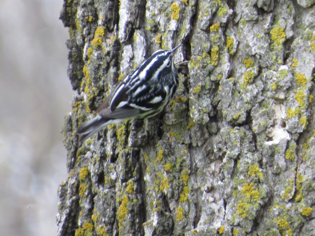 Black-and-White Warbler