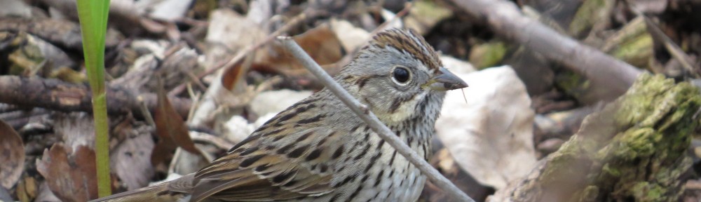 Lincoln's Sparrow