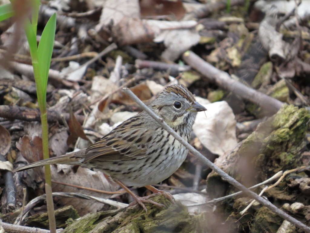 Lincoln's Sparrow