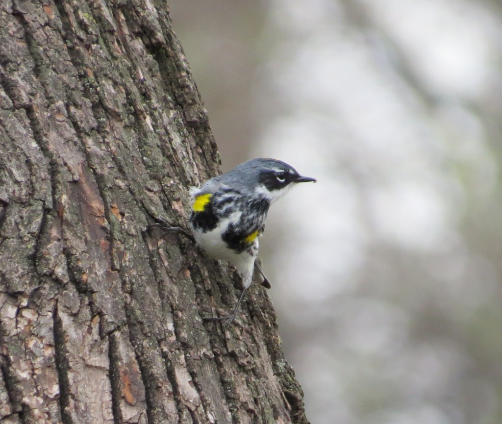 Yellow-rumped Warbler