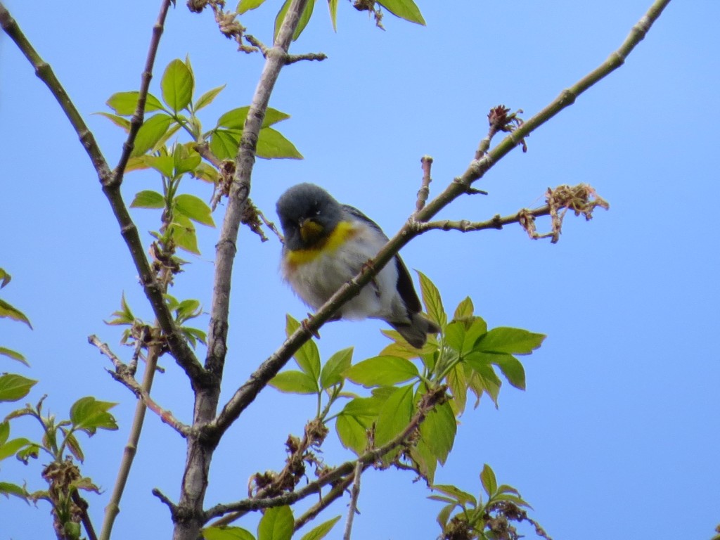 Northern Parula