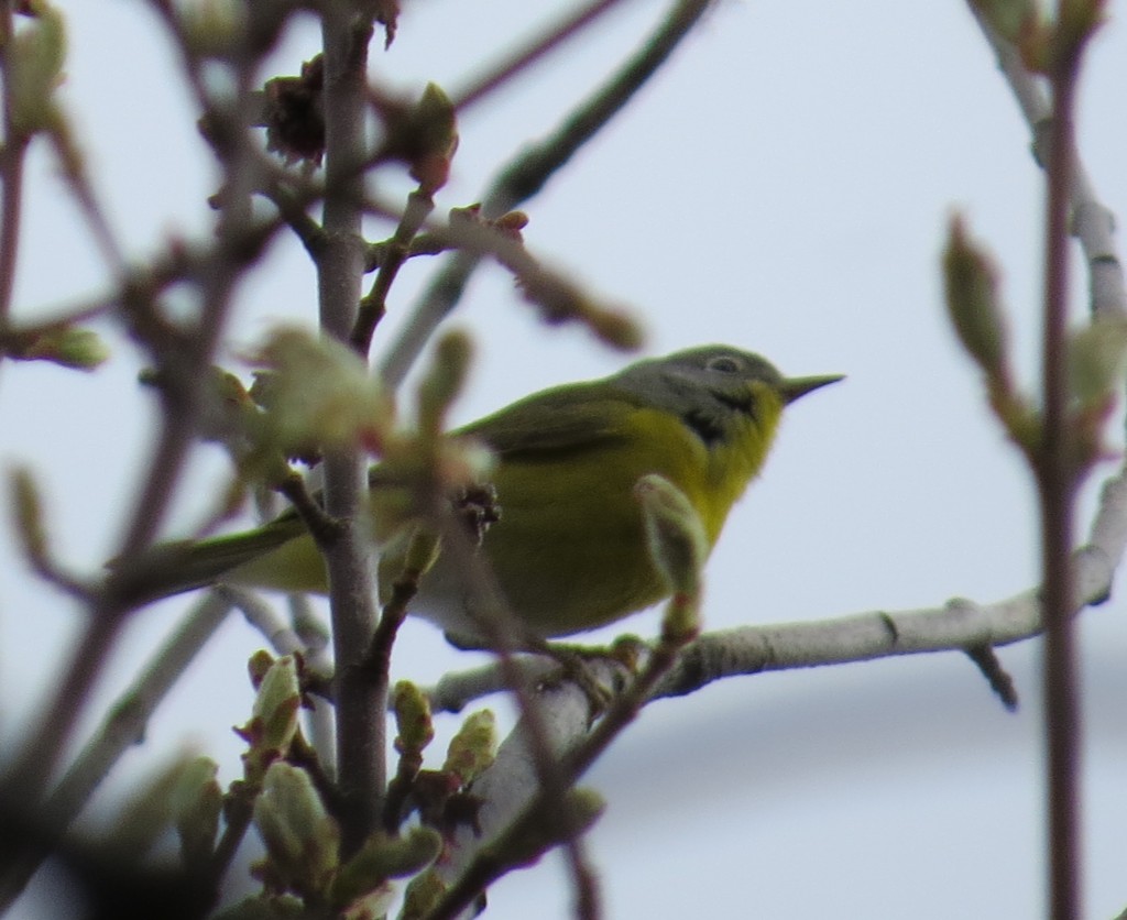 Nashville Warbler