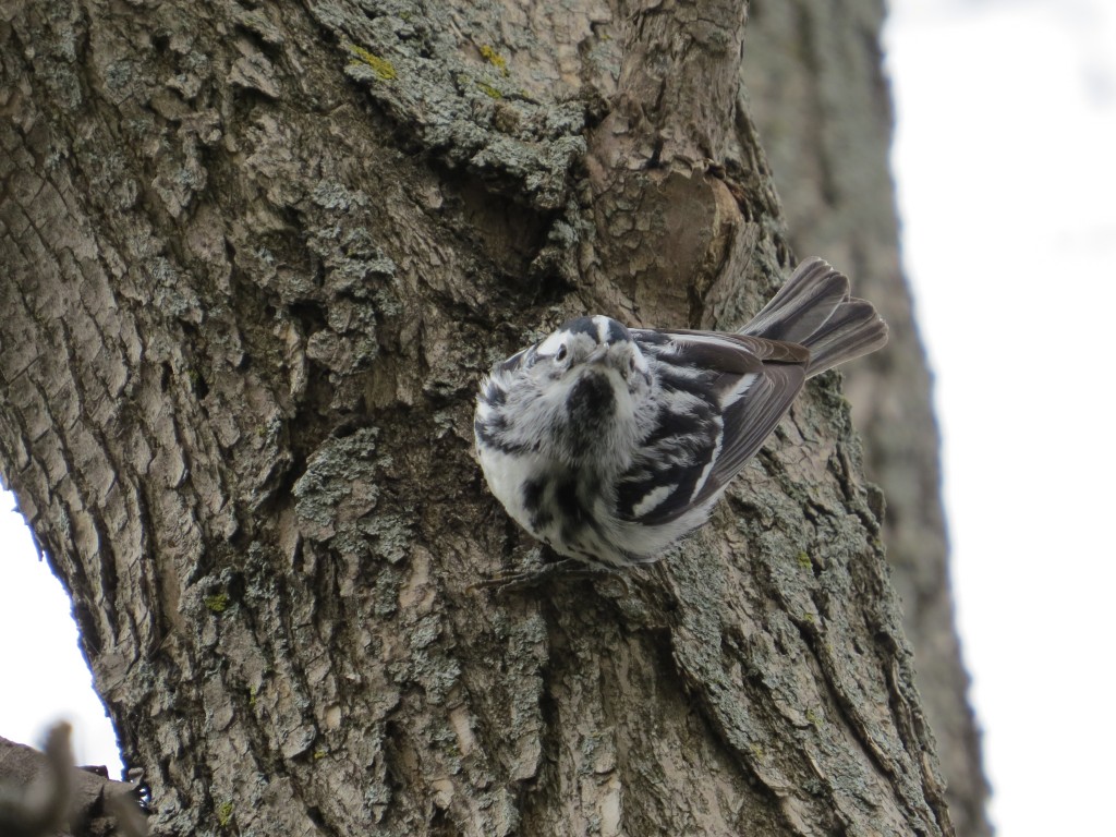 Black-and-White Warbler