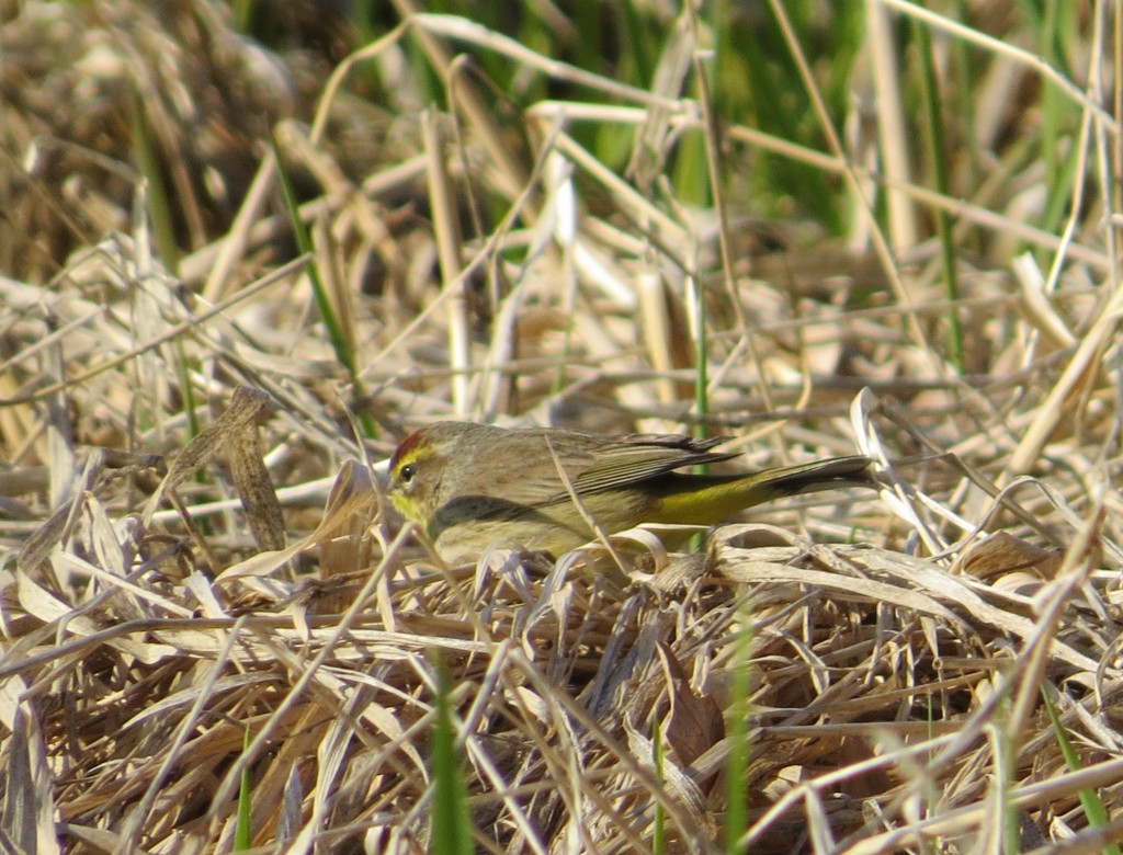 Palm Warbler