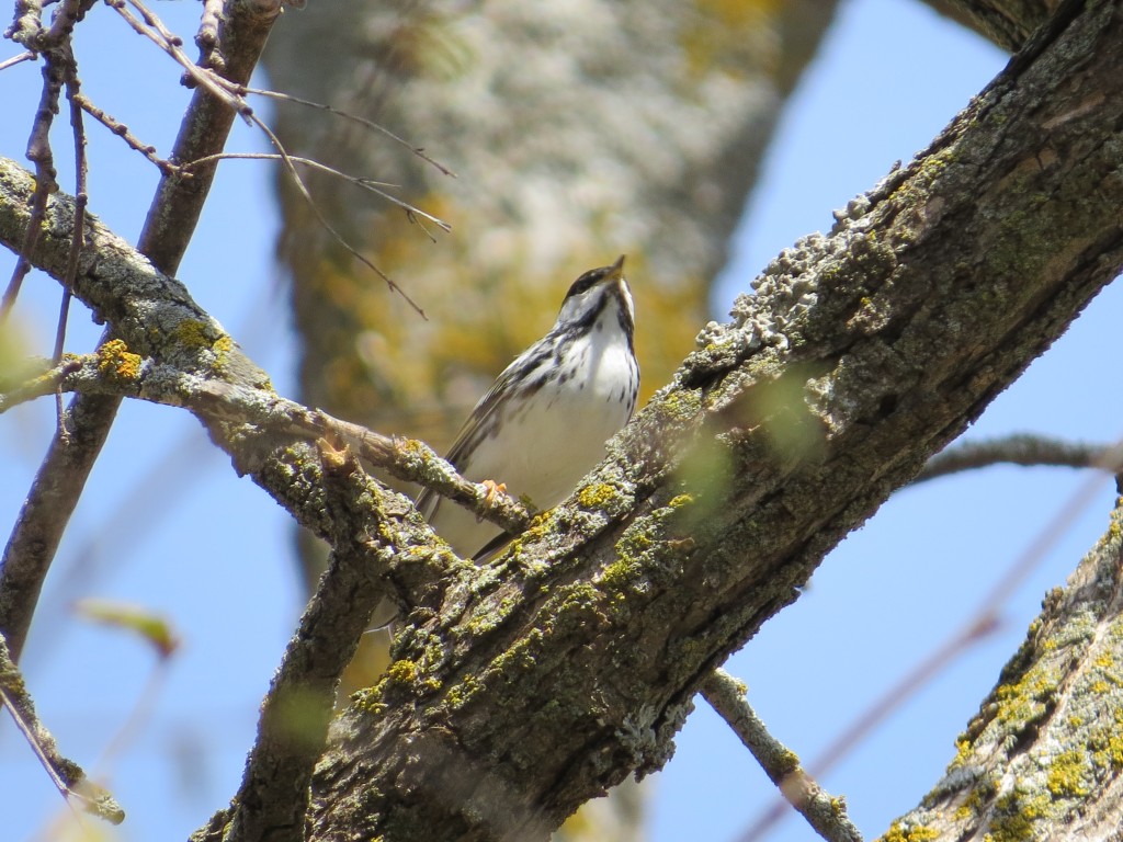 Blackpoll Warbler