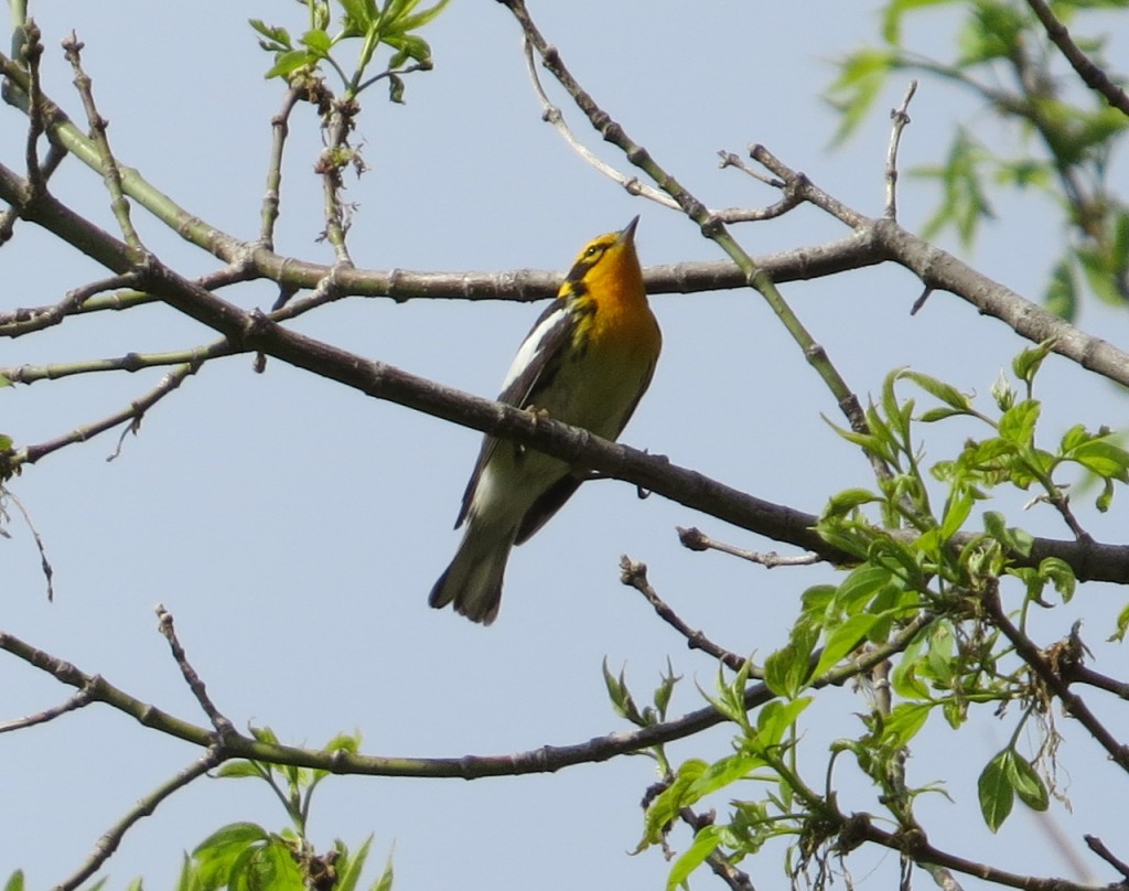 Blackburnian Warbler