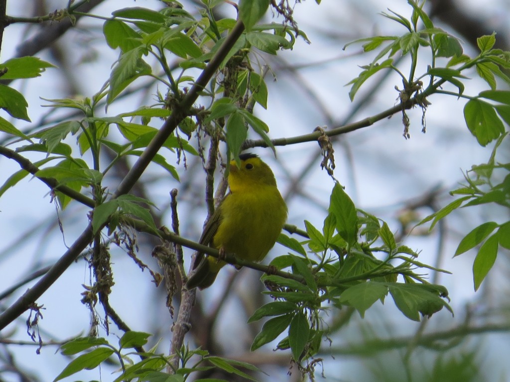 Wilson's Warbler