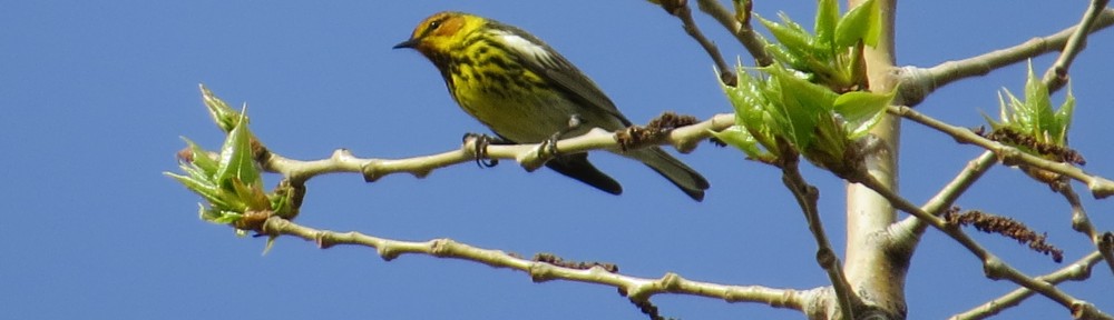 Cape May Warbler at Bergquist Wildlife Area