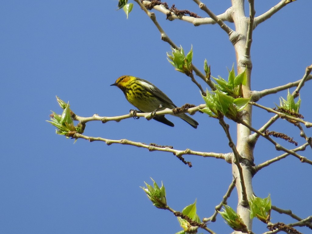 Cape May Warbler at Bergquist Wildlife Area