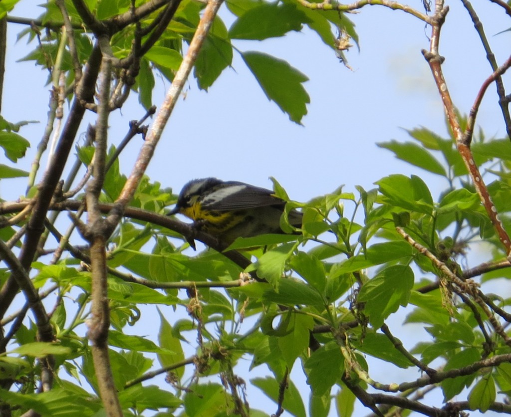 Magnolia Warbler