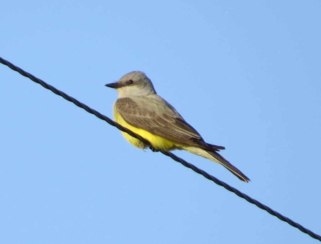 Western Kingbird