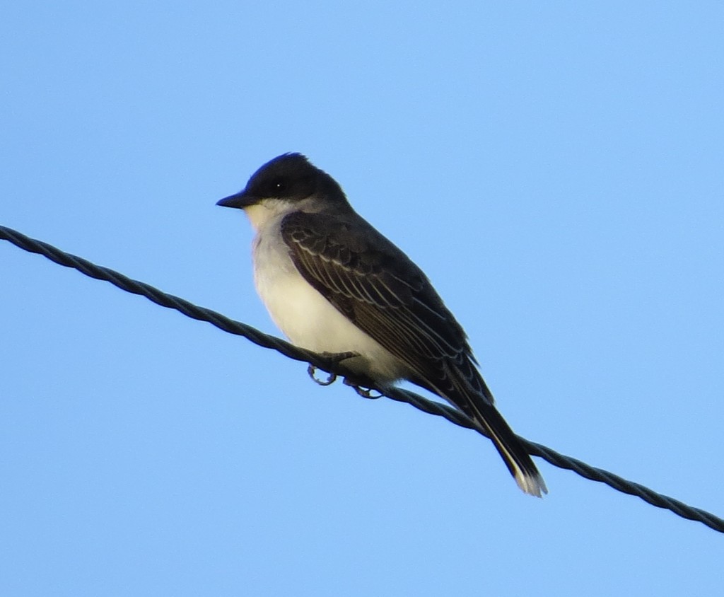 Eastern Kingbird