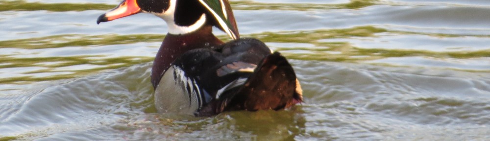 Wood Duck