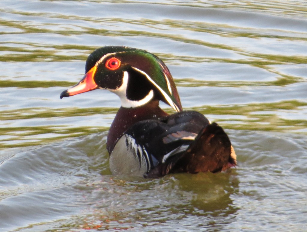 Wood Duck