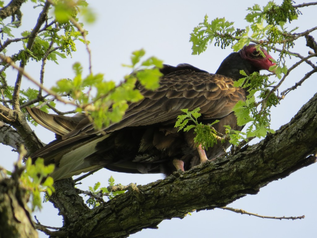 Turkey Vulture