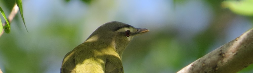 Red-eyed Vireo